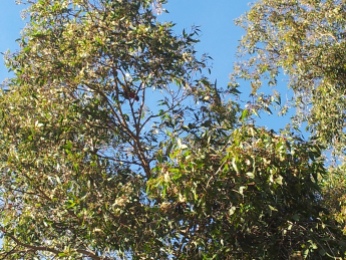 Lorikeets Singing up there