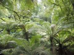 lush rainforest (800x600)