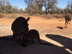Mum and her joey