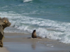 Locals at Seal Bay on Kangaroo Island